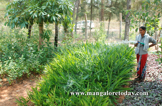tree park at mangalore 
